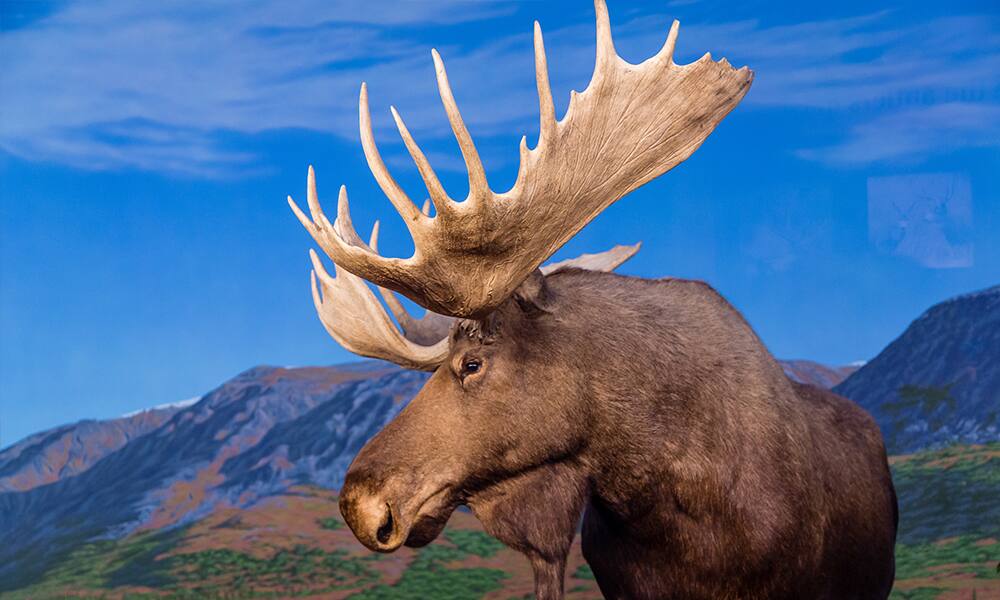 Canadian Mountain Male Moose