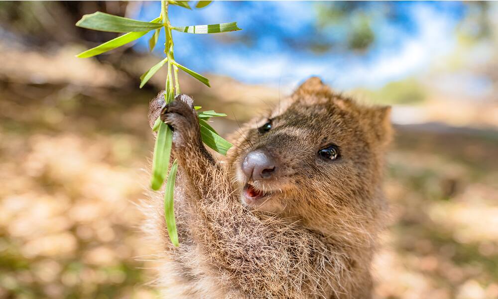 Quokka Enjoying Swing