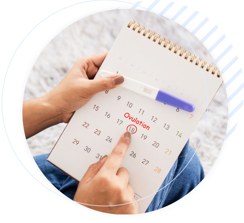 Calculate Your Ovulation Day